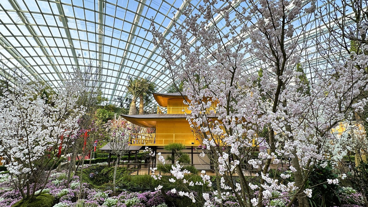 Beautiful Sakura trees enhancing the landscapes surrounding the Golden Pavilion.
