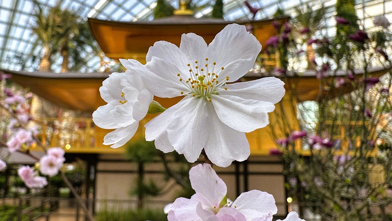 Prunus ‘Accolade’ exhibiting blossoms of pink and white hues on the same tree.