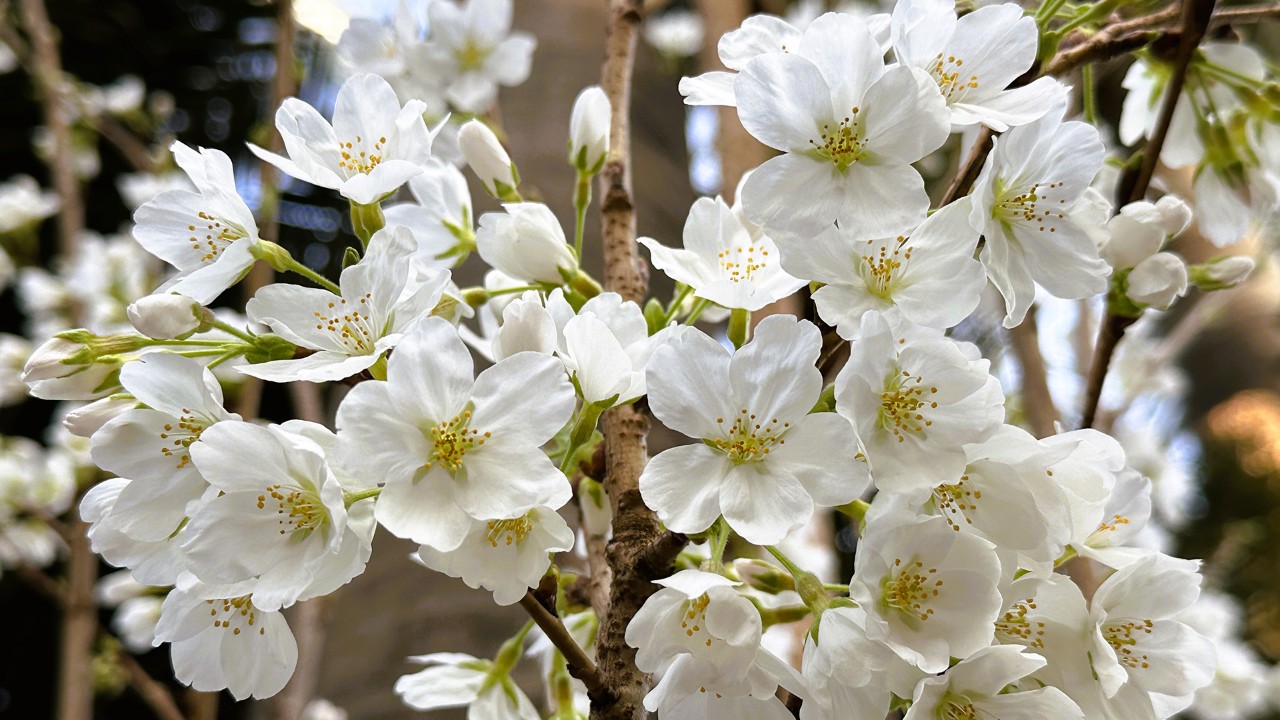 Prunus x yedoensis exhibiting white flowers on a tree, indicating the blooms are already in its peak stage.