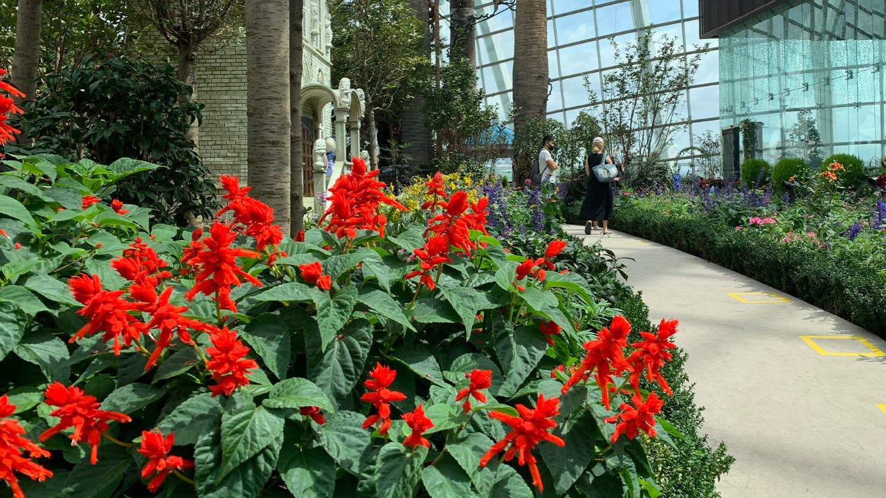 Scarlet sage growing in the Flower Dome in July-August 2020.