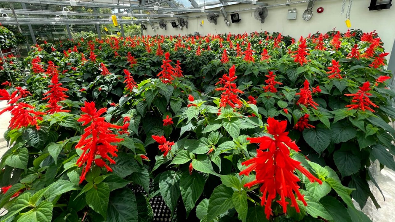 Grown to a high degree of uniformity at plants at one of our HortPark prototype glasshouses, these scarlet sage plants have been simultaneously triggered to produce flowers in time for our Christmas display.