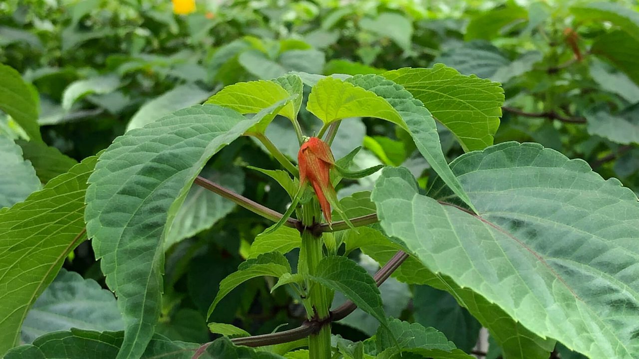 The first reddish inflorescence spike shows on a scarlet sage plant after night interruption treatment to trigger flower production.