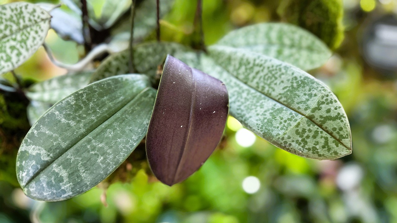 Phal. schilleriana leaves feature mottled patterns on the upper (adaxial) side of their leaves and purplish tint on the bottom (abaxial) side.