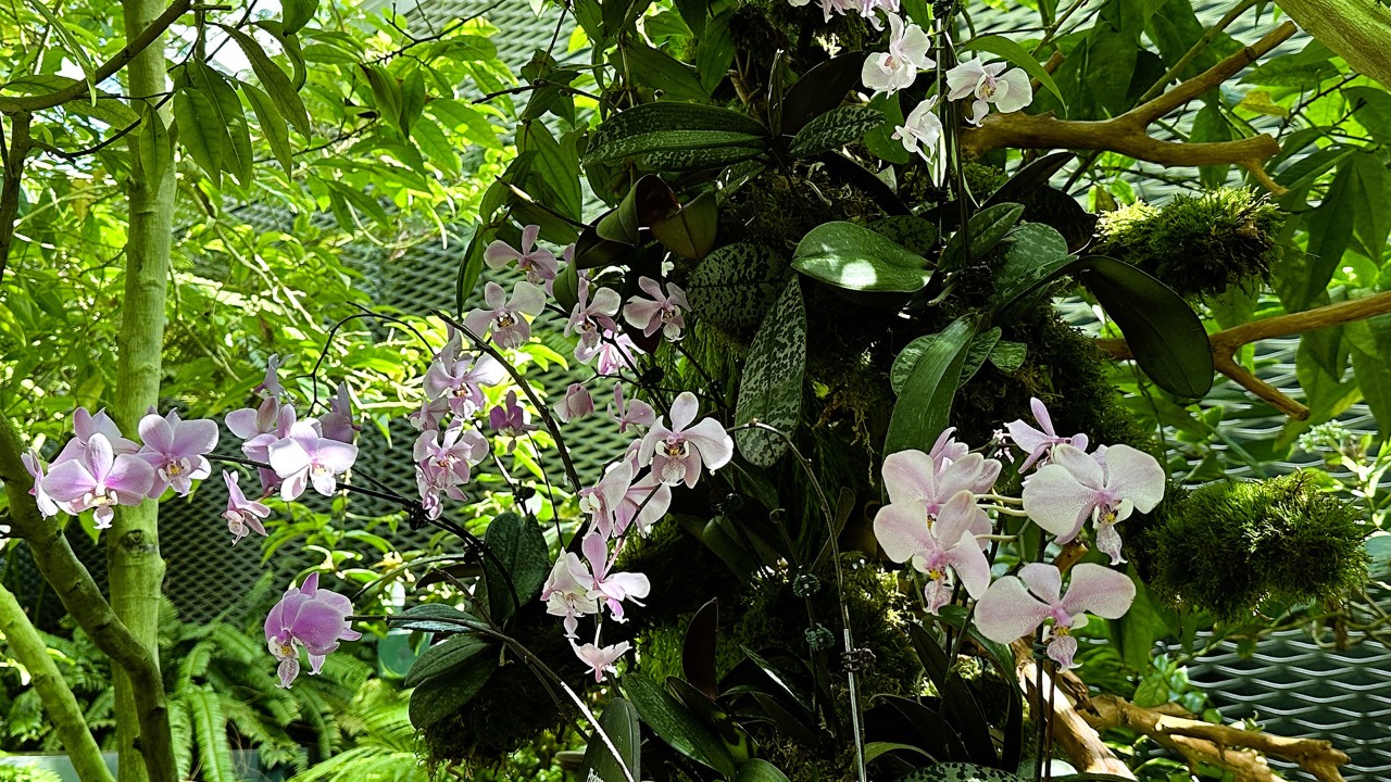 A cluster of Phalaenopsis schilleriana on display.