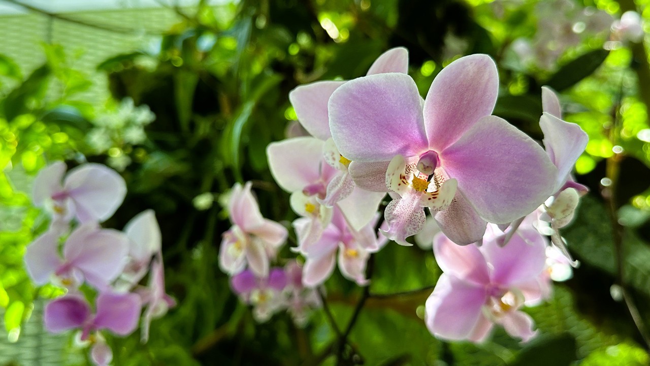 Flowers featuring pale pink sepals and petals, with a whitish margin.