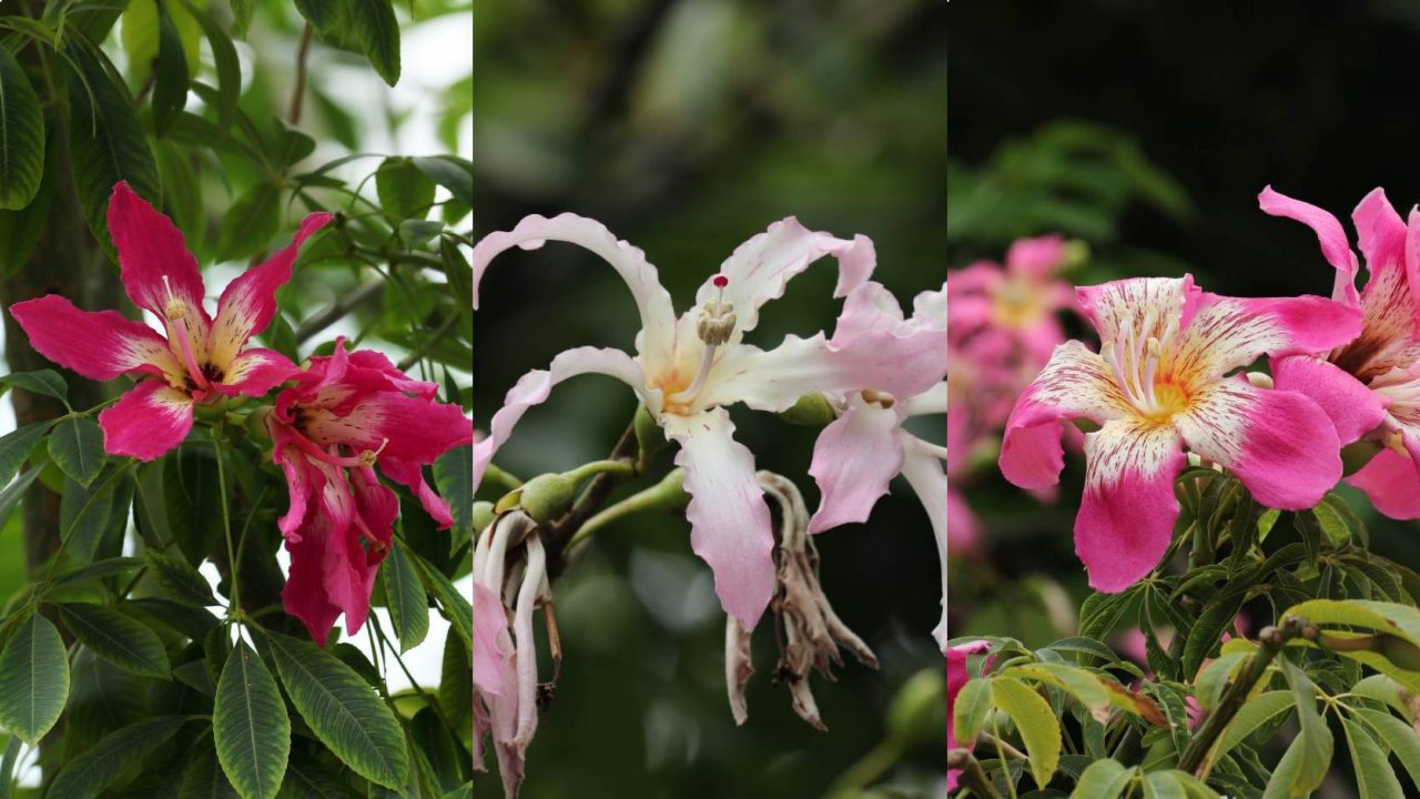 silk floss tree