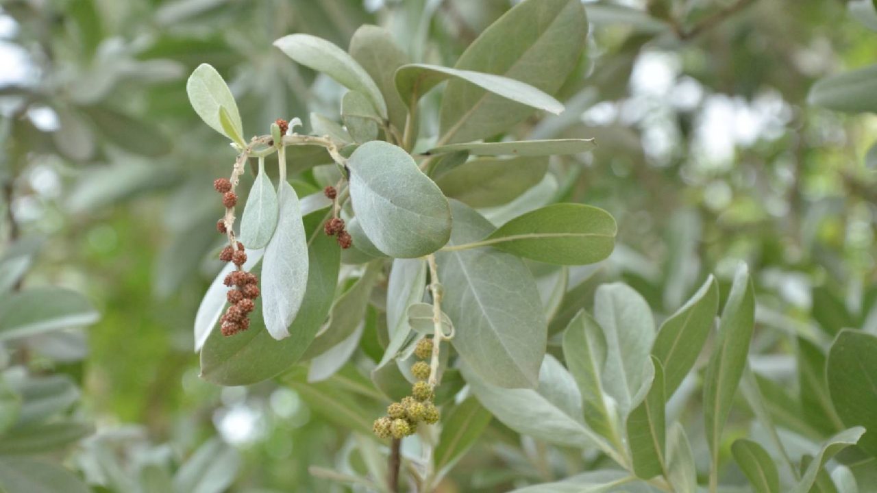 Silver Buttonwood