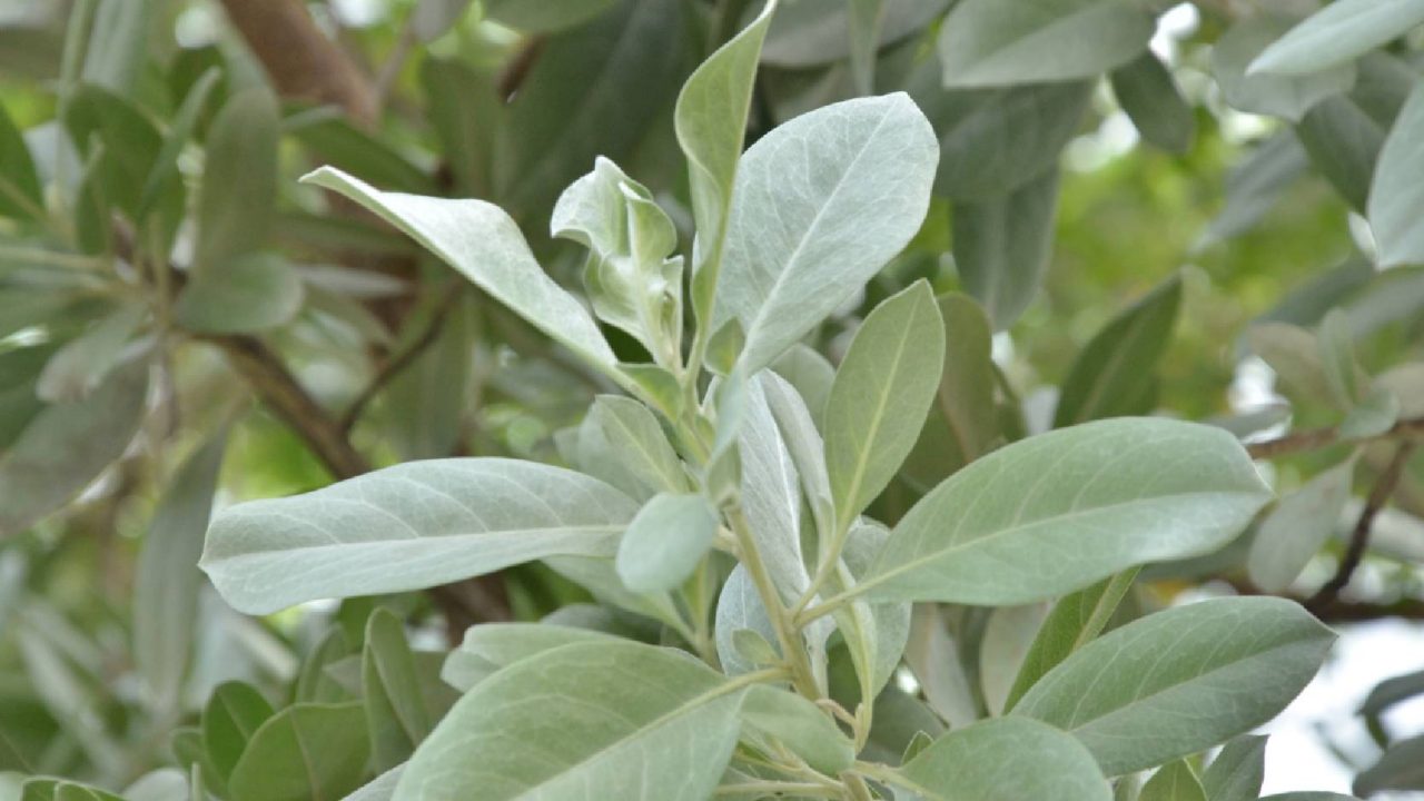 Fine, white hairs on the leaves and young stems reflect light in a silvery glow