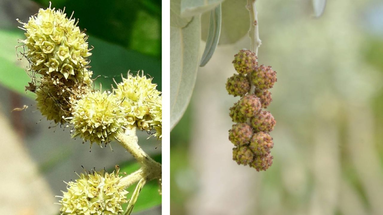 Silver Buttonwood