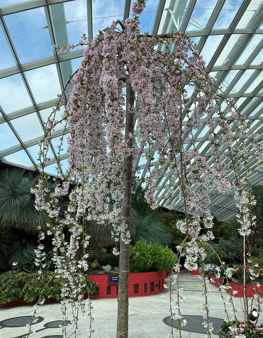  This particular specimen of Prunus x subhirtella ‘Snow Fountains’ shows how the oldest flowers at the op of the plant are already turning a pale pink, while the younger flowers at the bottom remain a snowy white, giving the whole tree a perfect ombré effect.