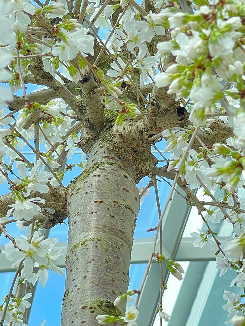 Can you see the lumpy raised area just above where the straight trunk narrows? This is called the graft union.  It marks where the Prunus x subhirtella 'Snofozam' scion was grafted to the sweet cherry rootstock.