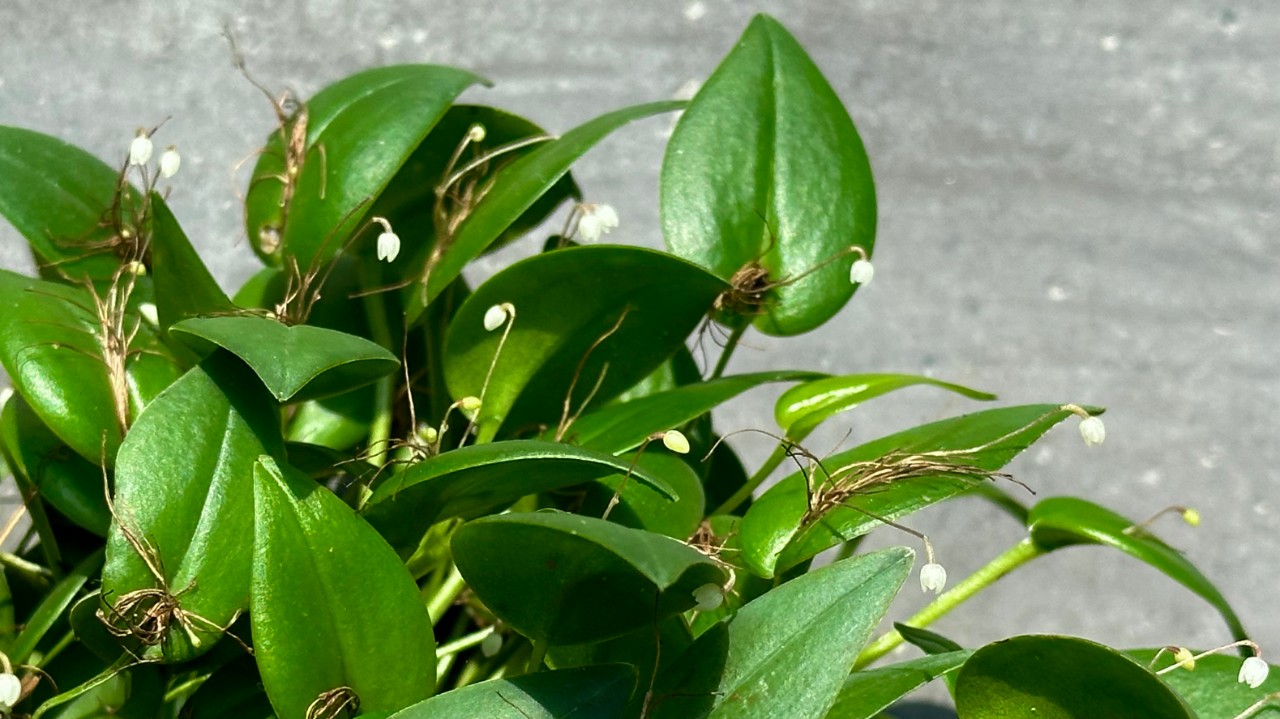 Pleurothallis niveoglobula forms a dense, tufted clump with the thick, leathery, heart-shaped leaves borne by the slender ramicauls.