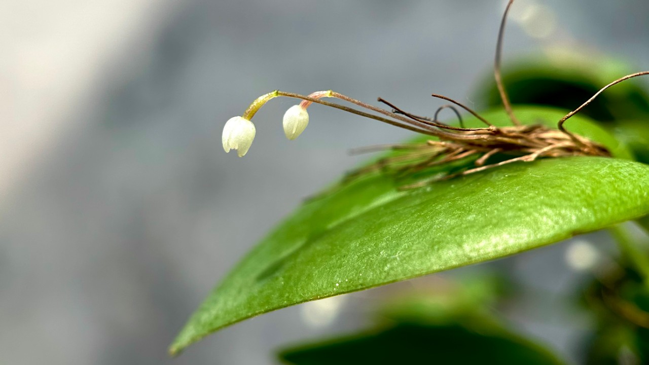 The pearl-like flowers are so tiny that they are only about 2 mm across! In addition, it blooms sequentially from a small sheath right at the base of the leaf. The remaining pedicels (the short stalk that connects an individual flower to the inflorescence) of the previous flowers can also be seen in this photo.
