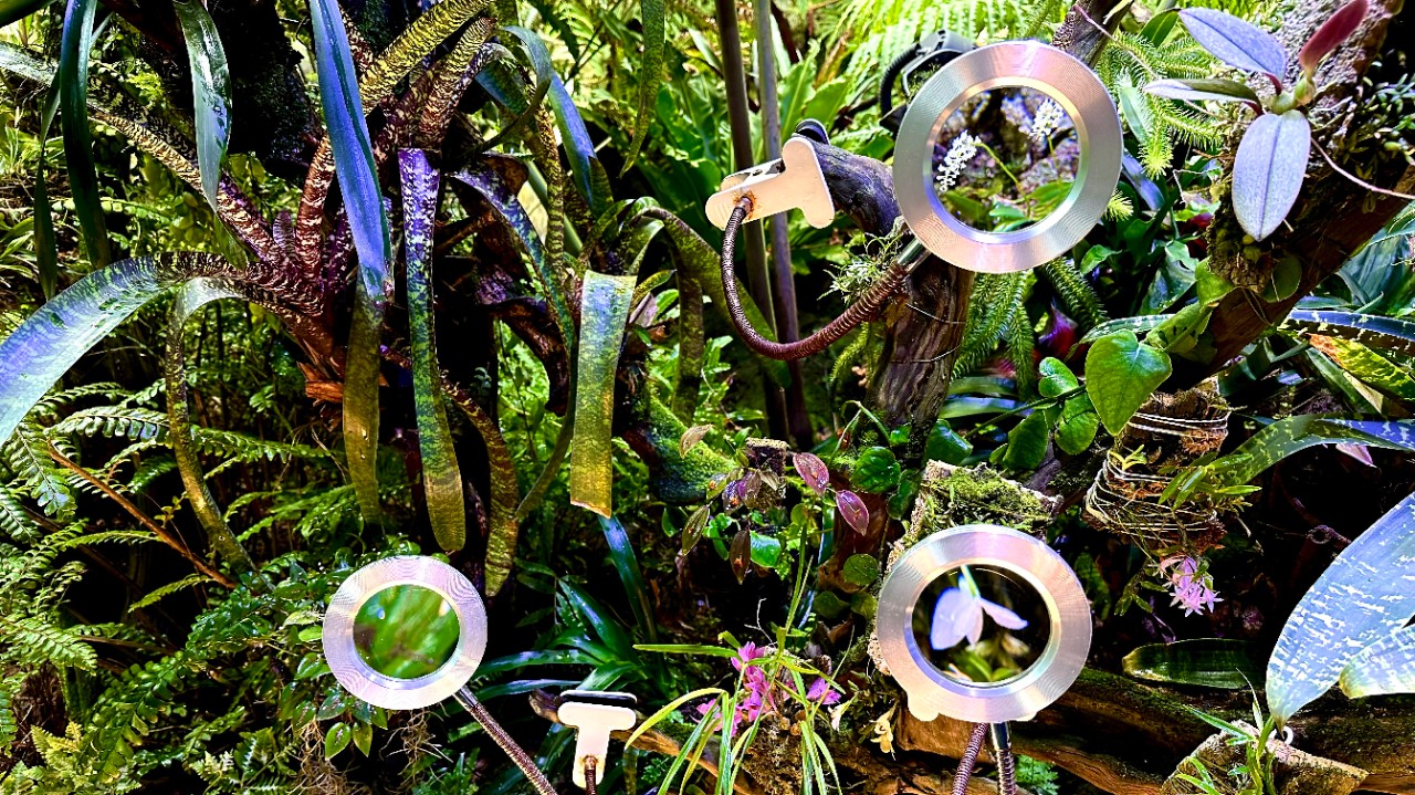 These are some of the miniature orchids (including various Pleurothallis, Masdevallia, Lepanthes, Bulbophyllum and Dendrobium) on display in Secret Garden. Look through the magnifying glasses to better admire their tiny, delicate flowers!