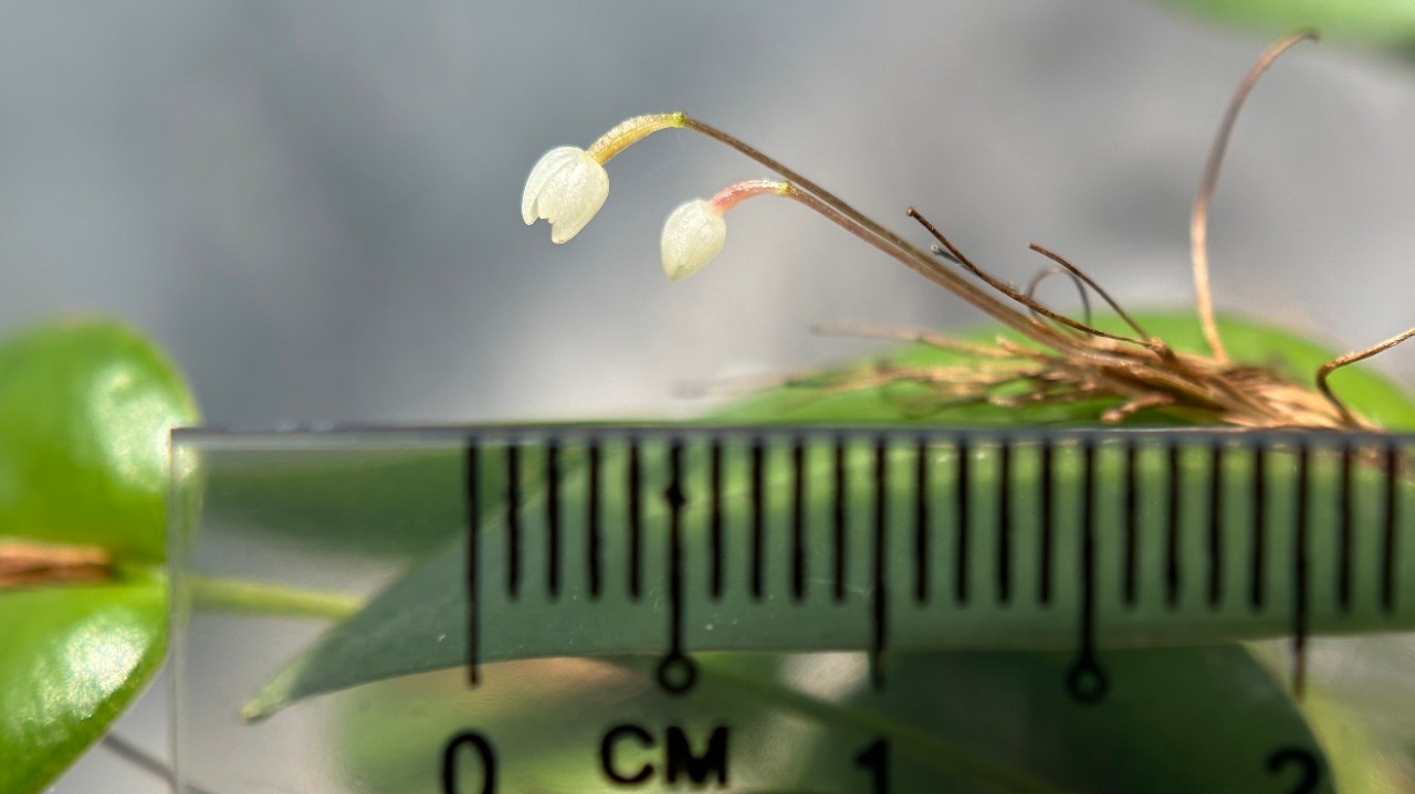 Spherical-White Pleurothallis (Pleurothallis niveoglobula) 