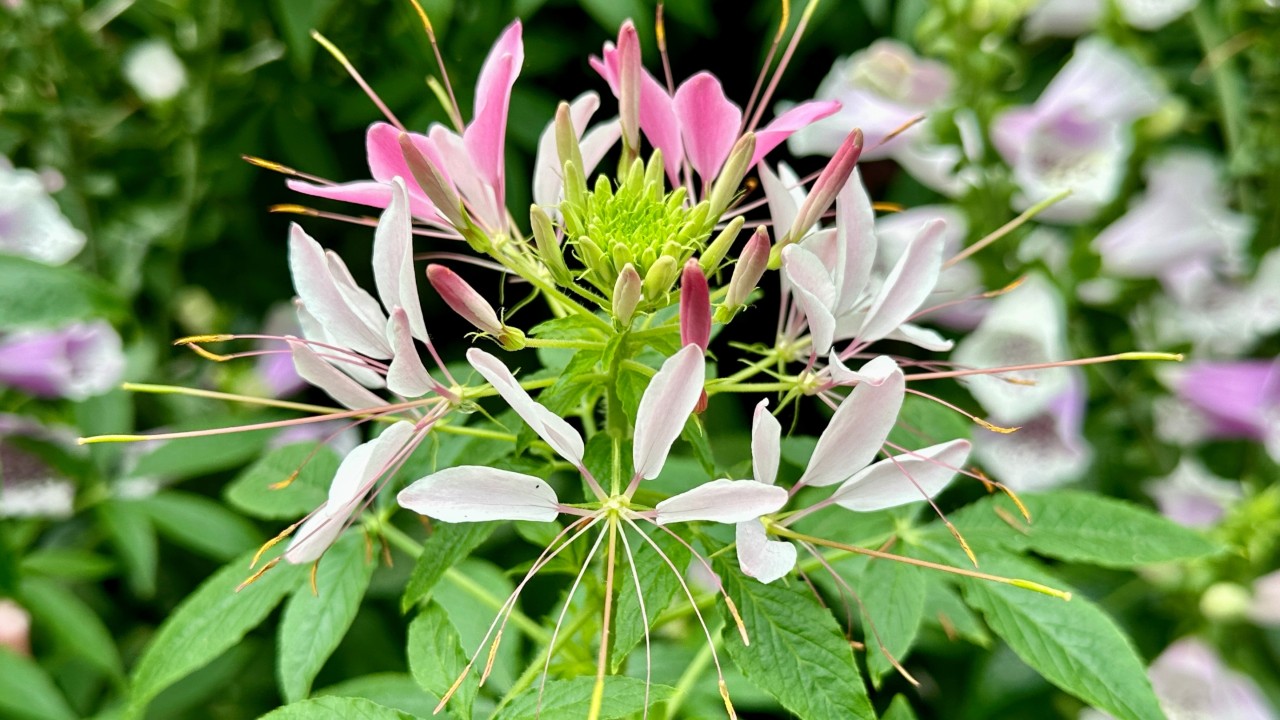 One of the most distinctive features, their stamens are notably long and protrude outwards from the flower.