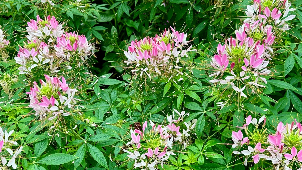 The 'Sparkler Blush' cultivar of Cleome houtteana features a combination of white, pale pink, and dark pink flowers within each inflorescence, held upright on sturdy stems to add interest and height in the planting bed.