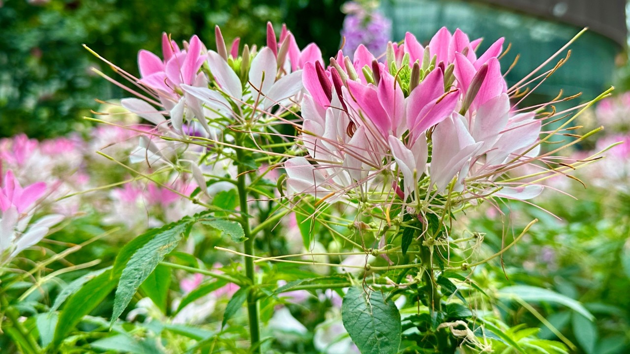 Flowers of Cleome ‘Sparkler Blush’.