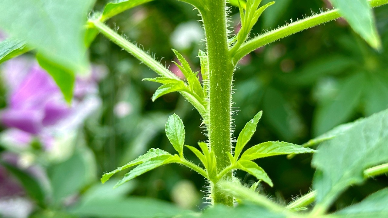 Spider plant is covered with hairs which are part of their natural defence mechanism that deters some pests and herbivores from feeding on it.