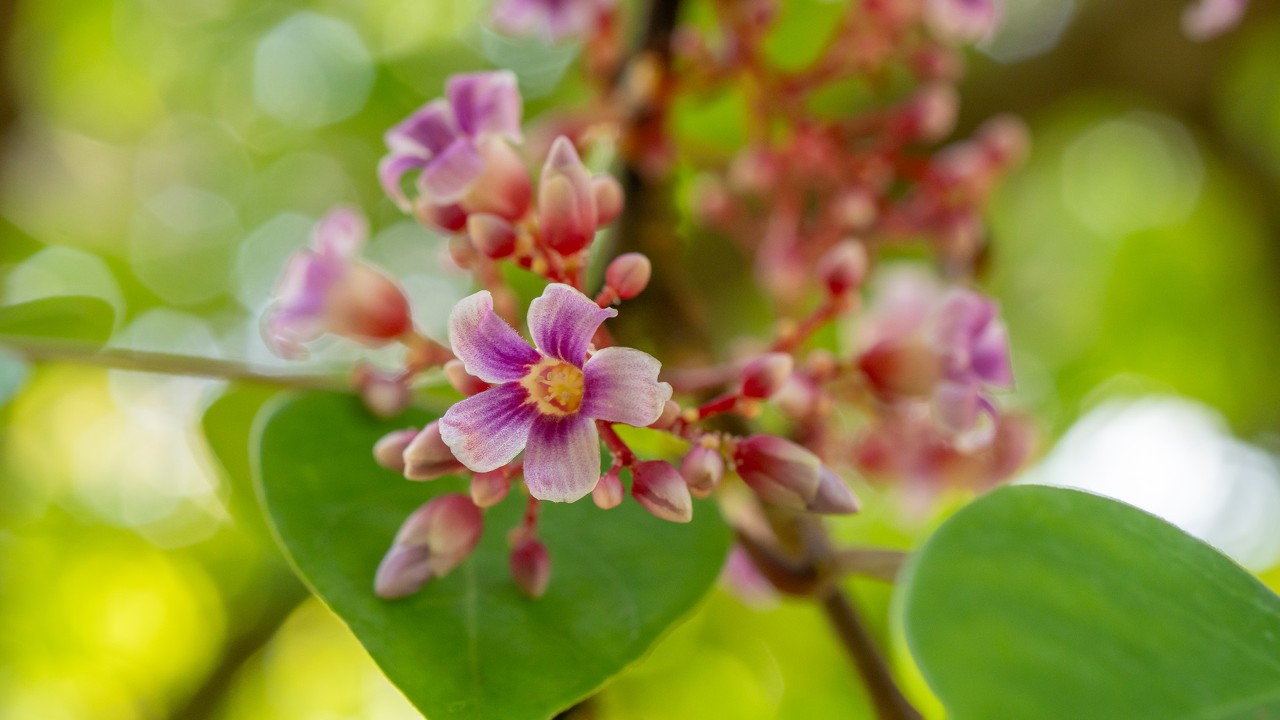 Close up of the Averrhoa carambola flower