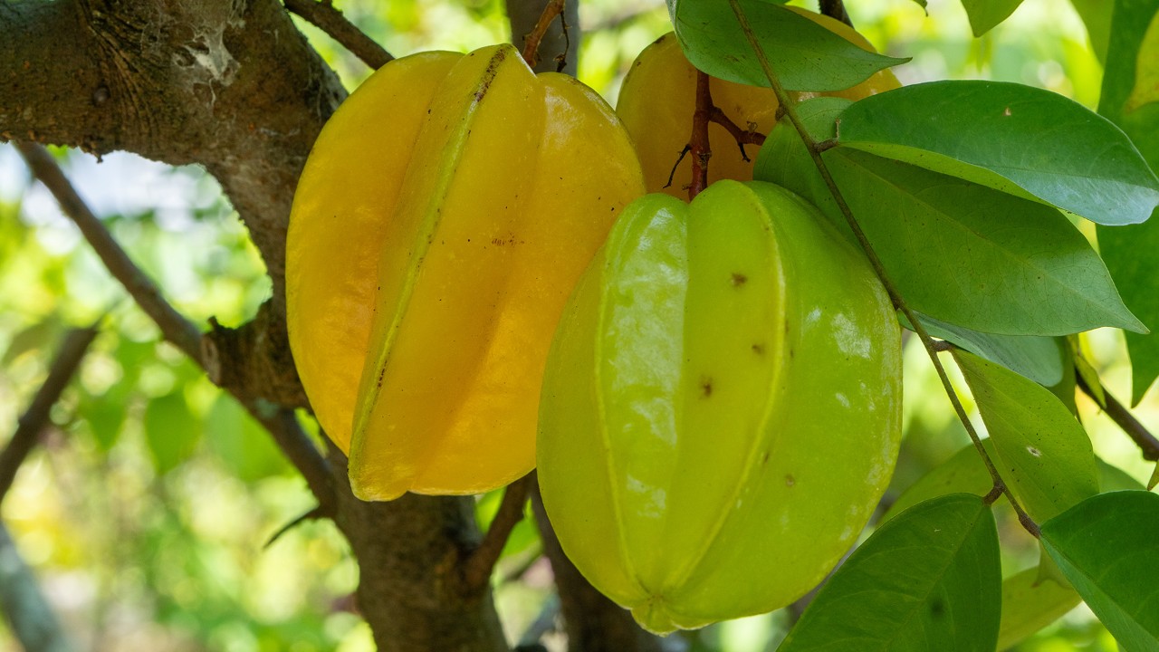 Ripe yellow star fruit on the left and an unripe green star fruit on the right