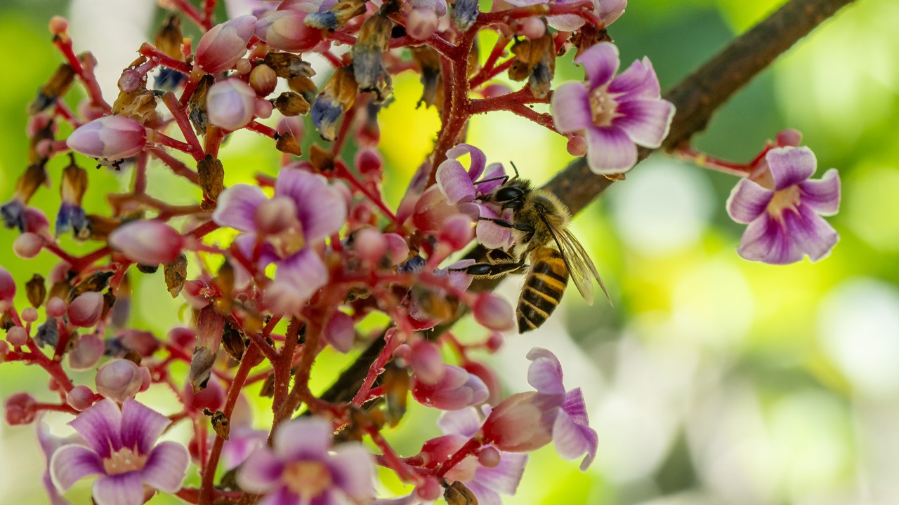 A honey bee (Apis sp.) feeding on the nectar of the star fruit flowers.