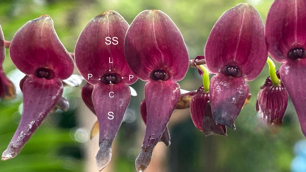 For those hunting for the lip petal/labellum answer, here it is! Figure labels: SS = synsepal: two sepals fused into a single structure; S = sepal; P = petal; L = lip petal/labellum, and C = column (the structure bearing the fused male and female reproductive parts). Did you guess correctly?  