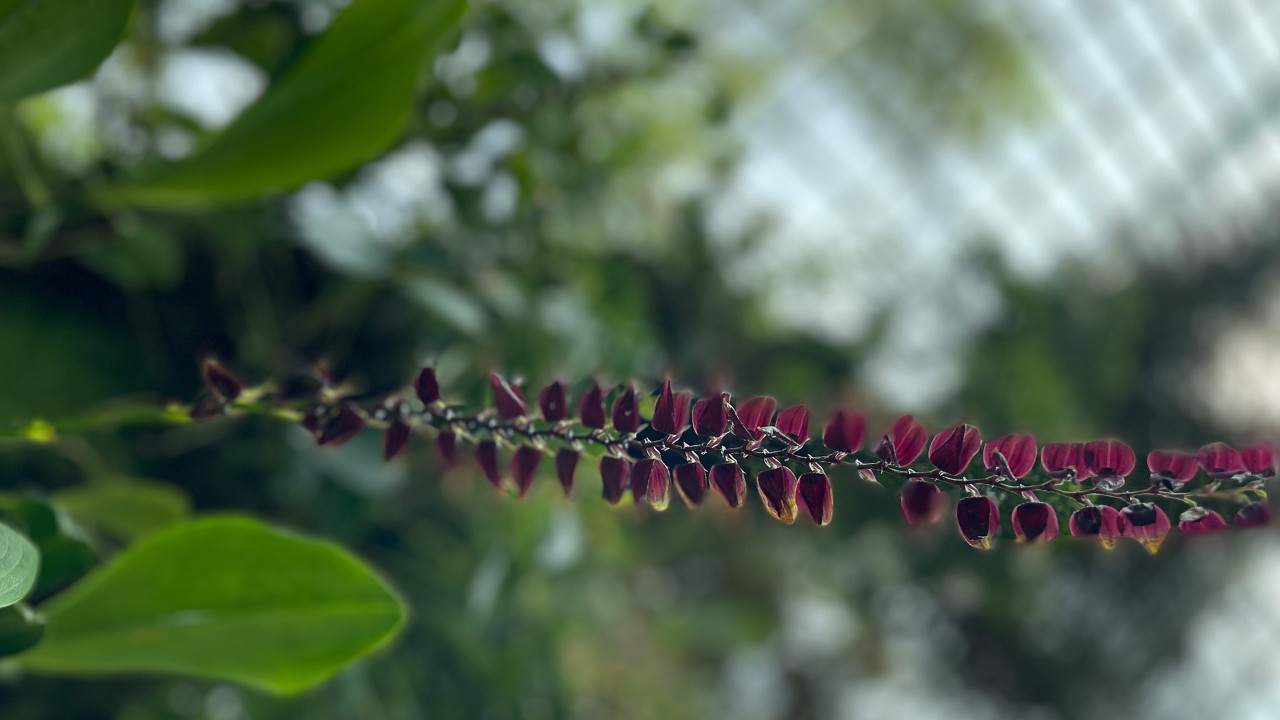 Seen from below, the alternate branching structure and numerous flowers of a S. maxima inflorescence can be fully appreciated. 