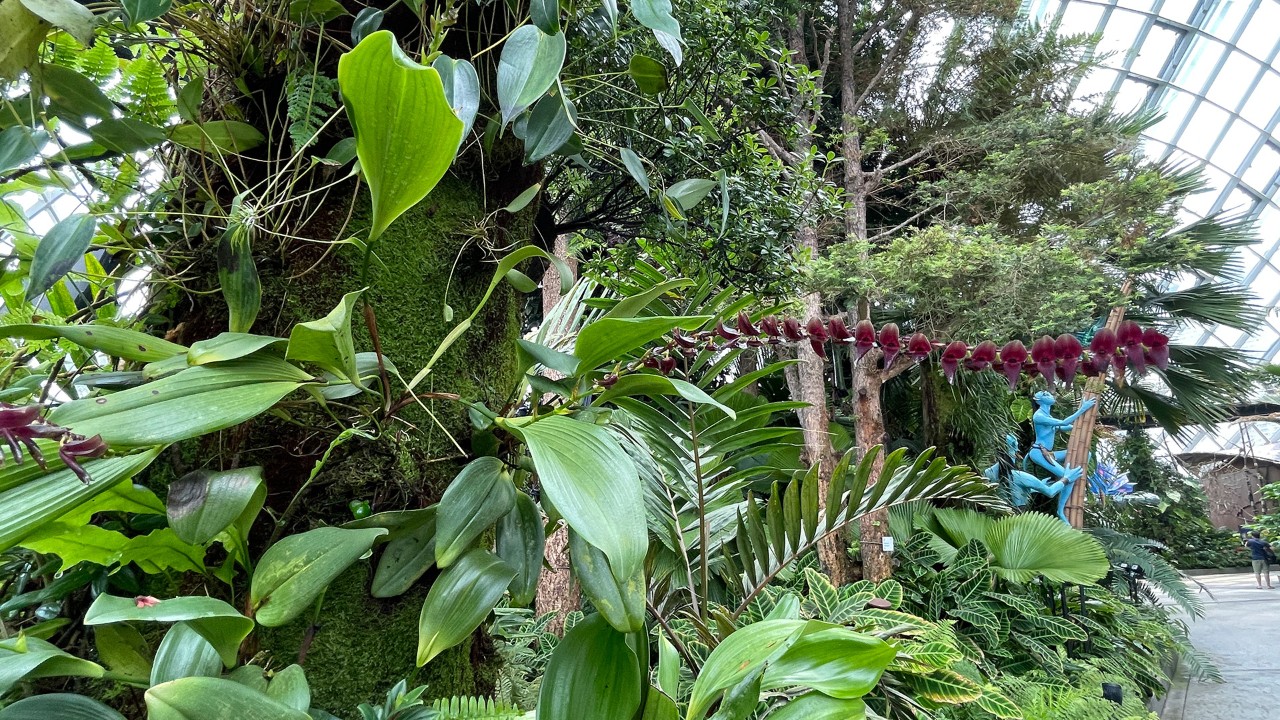 Stelis maxima in the Cloud Forest