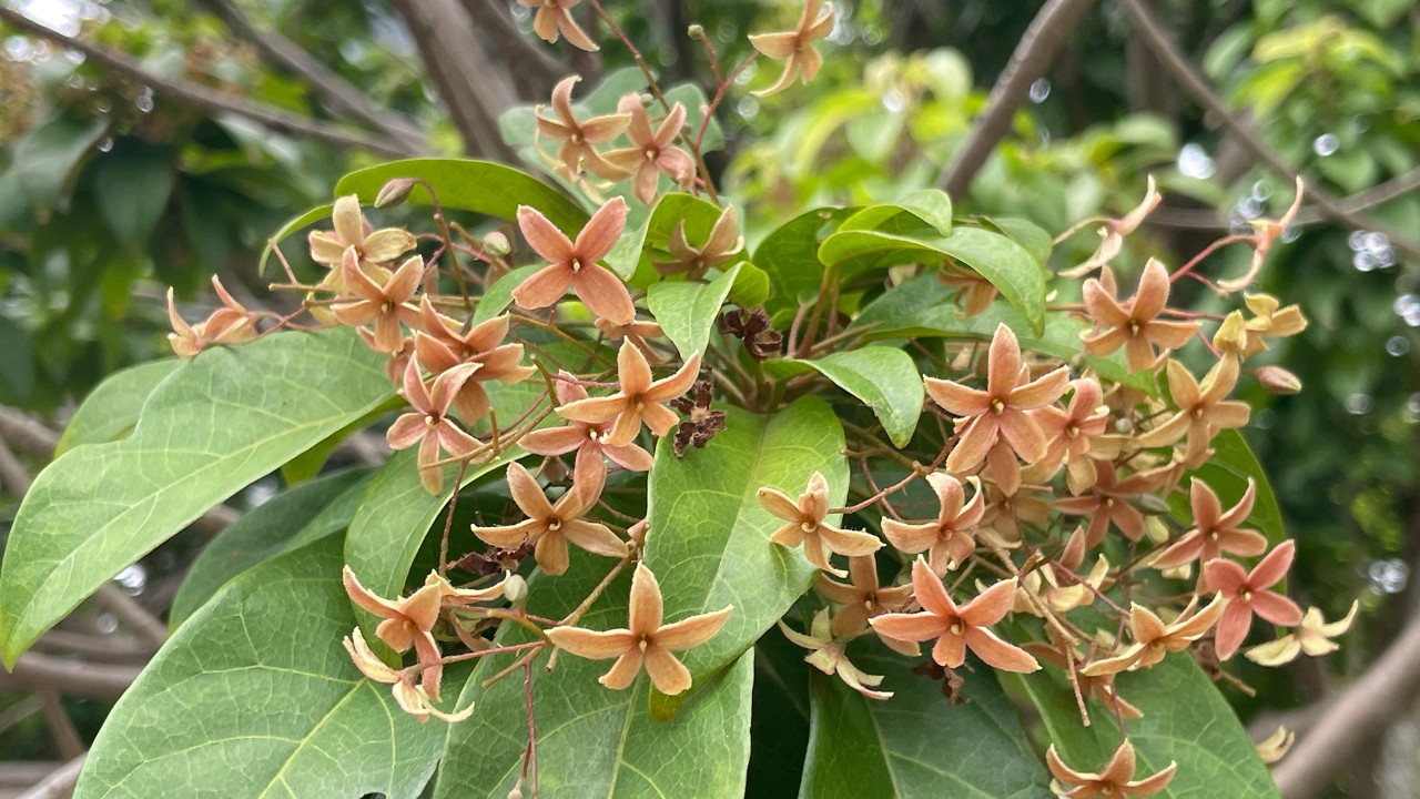 Sterculia lanceolata