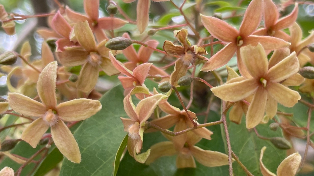 S. lanceolata bears female (far left, with central, mature, hairy carpels) and male (far right, with undeveloped central carpels) flowers on separate inflorescences (flower clusters).