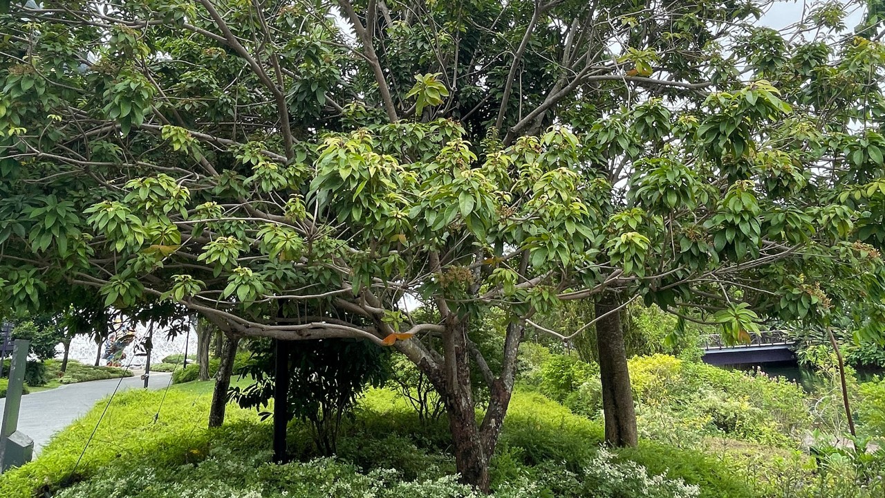 The small pinkish flower clusters on this short tree can be difficult to make out even in full bloom!