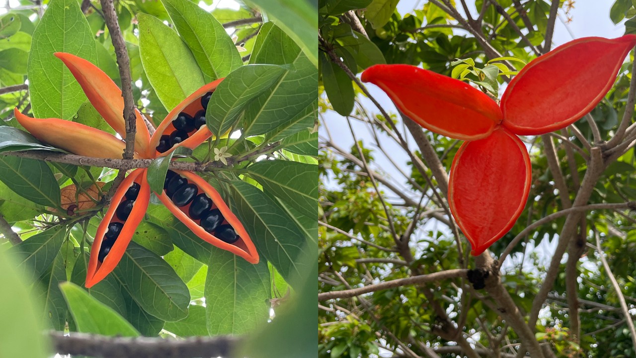 The ripening, orange, dry fruits, called follicles, split along a central seam to reveal the hard, black, seeds within (left). The fully-ripened red follicle is as eye catching to birds as it is to humans and has likely been plucked clean of its seeds by koels or yellow-vented bulbuls (right). 