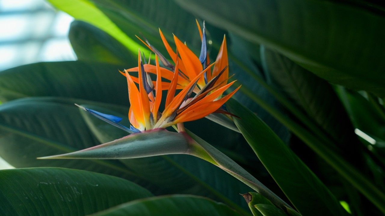 Bird of Paradise (Strelitzia reginae)