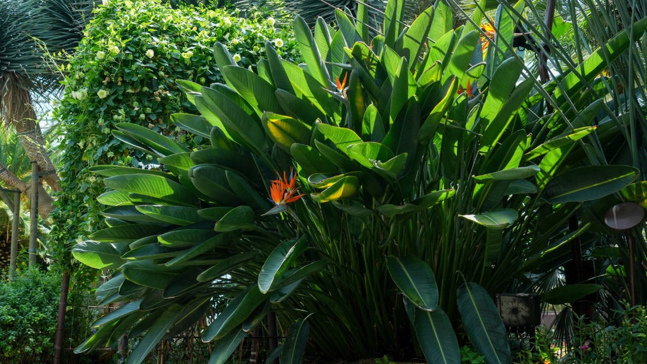 Strelitzia reginae