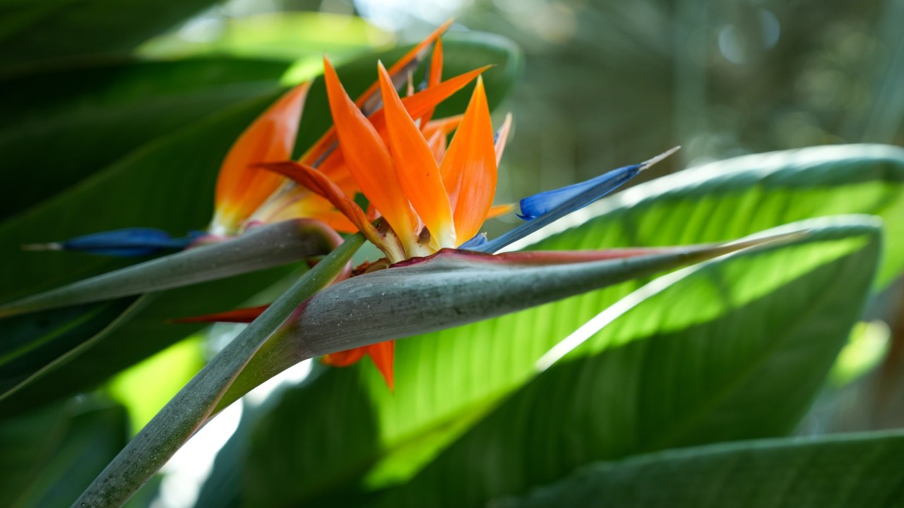 Strelitzia reginae
