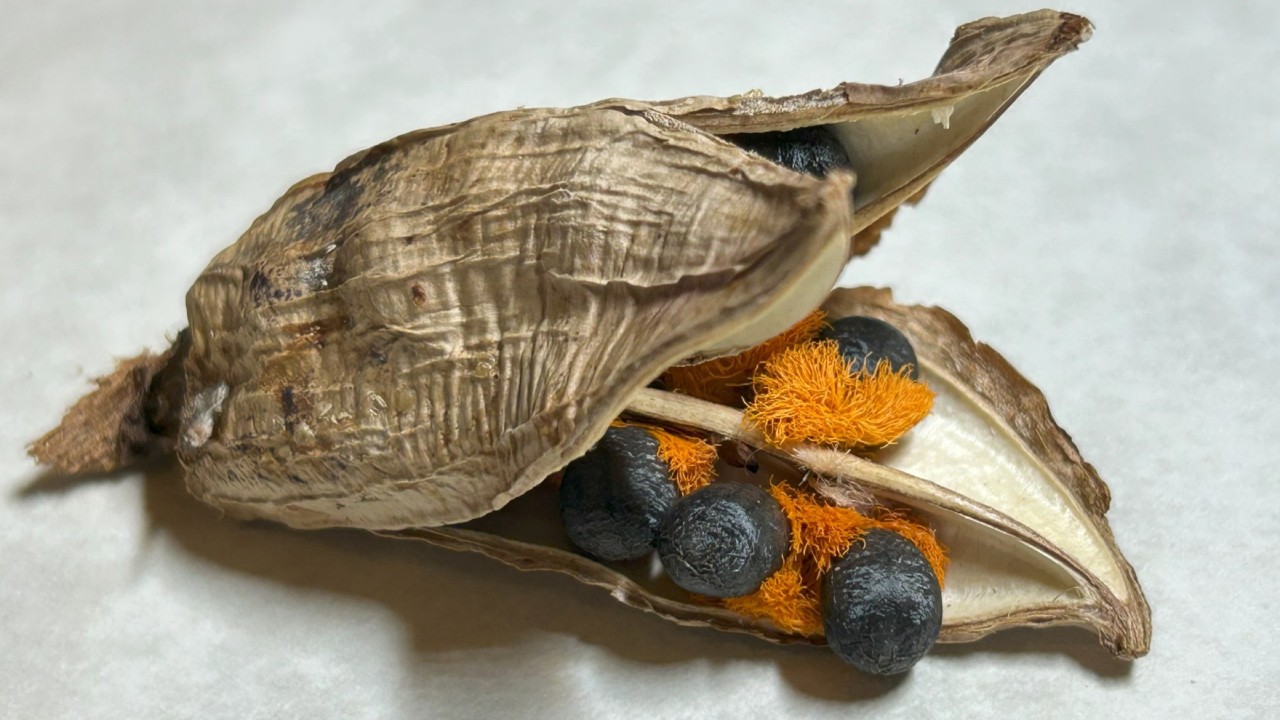 Strelitzia reginae