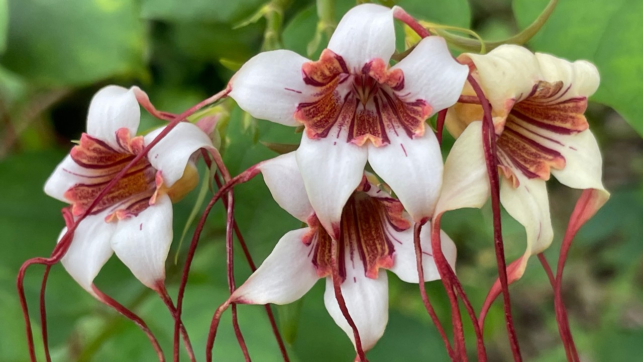 This cluster of four flowers shows three newly-opened white flowers and one older one with corolla lobes changing to pale yellow. 