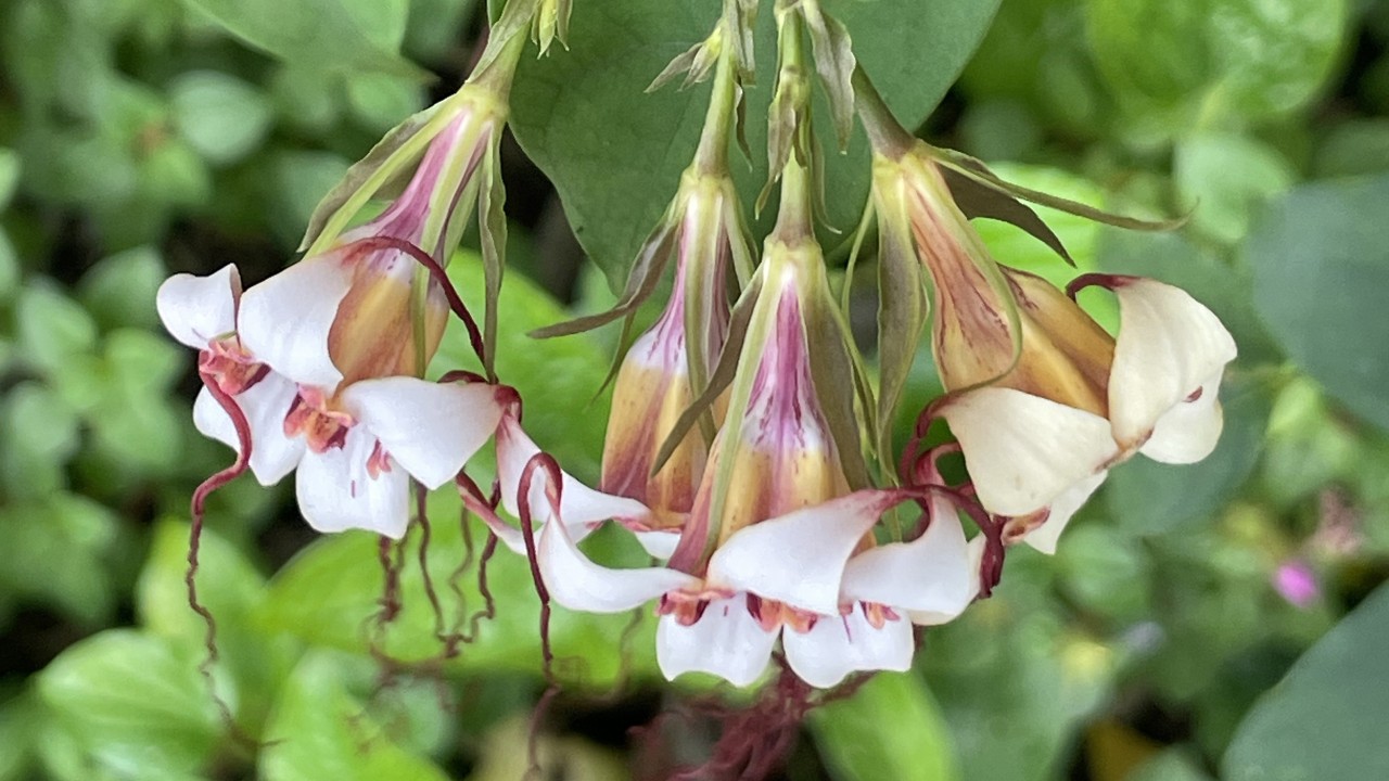 Not only does this plant have extremely long corolla (fused petal) tendrils, but its corolla itself is long and tubular, suggesting its mystery pollinators may be butterflies. Butterflies are known to pollinate other members in the same genus and have long, straw-like mouthparts called probosces that can reach into  flowers of this shape, picking up and depositing pollen in the process. 