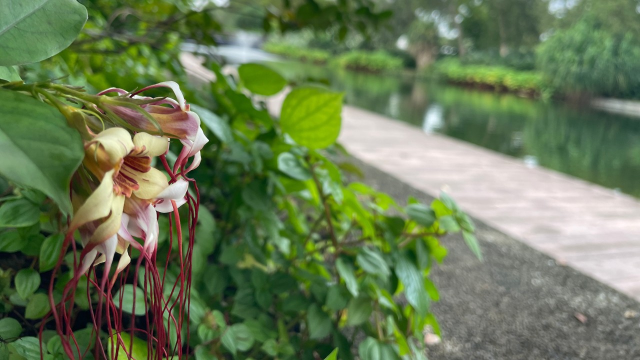 Look for this plant and its long-tendrilled flowers along the boardwalk of Dragonfly Lake, across from the Serene Garden.