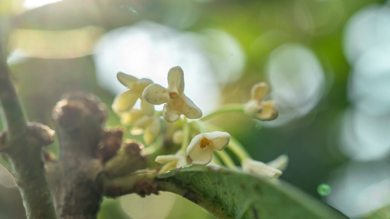 Sweet Osmanthus (Osmanthus fragrans)