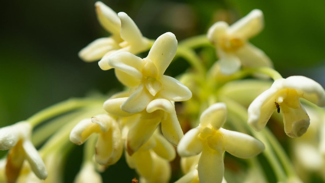 Sweet Osmanthus (Osmanthus fragrans)