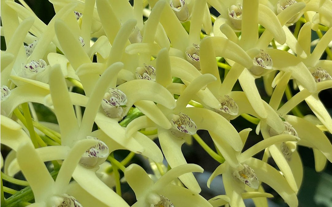 The Sydney Rock orchid can produce over 120 flowers on each of its racemes or flower spikes. How many flowers can you count on just this close-up section of a raceme?  