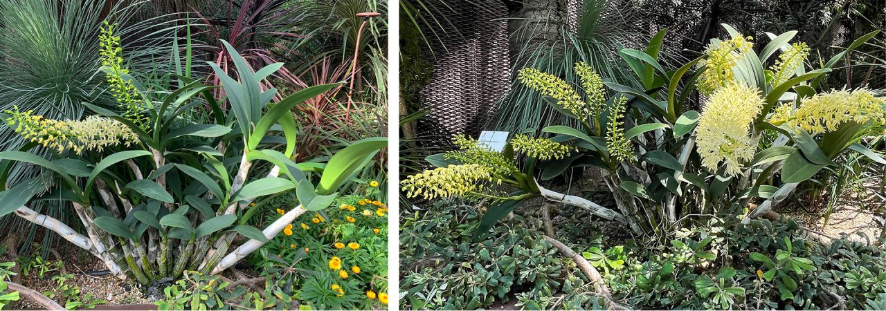 Like most orchids, the Sydney rock orchid can take years to flower. Our specimen was planted in 2013, and first flowered in 2020 with just two spikes (left). Only two years later in 2022, the same plant has produced twenty spikes (right) in various stages of development!