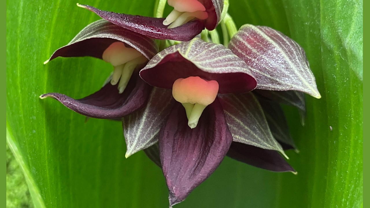 Close-up of Teague's Pleurothallis, showing the bonnet-like flower structure.