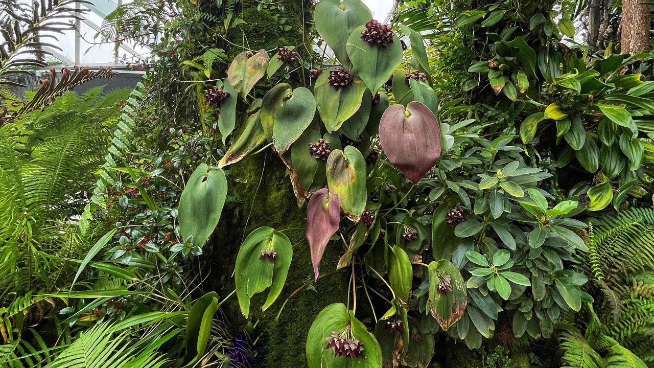 This large specimen of Teague’s Pleurothallis is in full bloom with  clustered flowers at the base of almost every leaf.