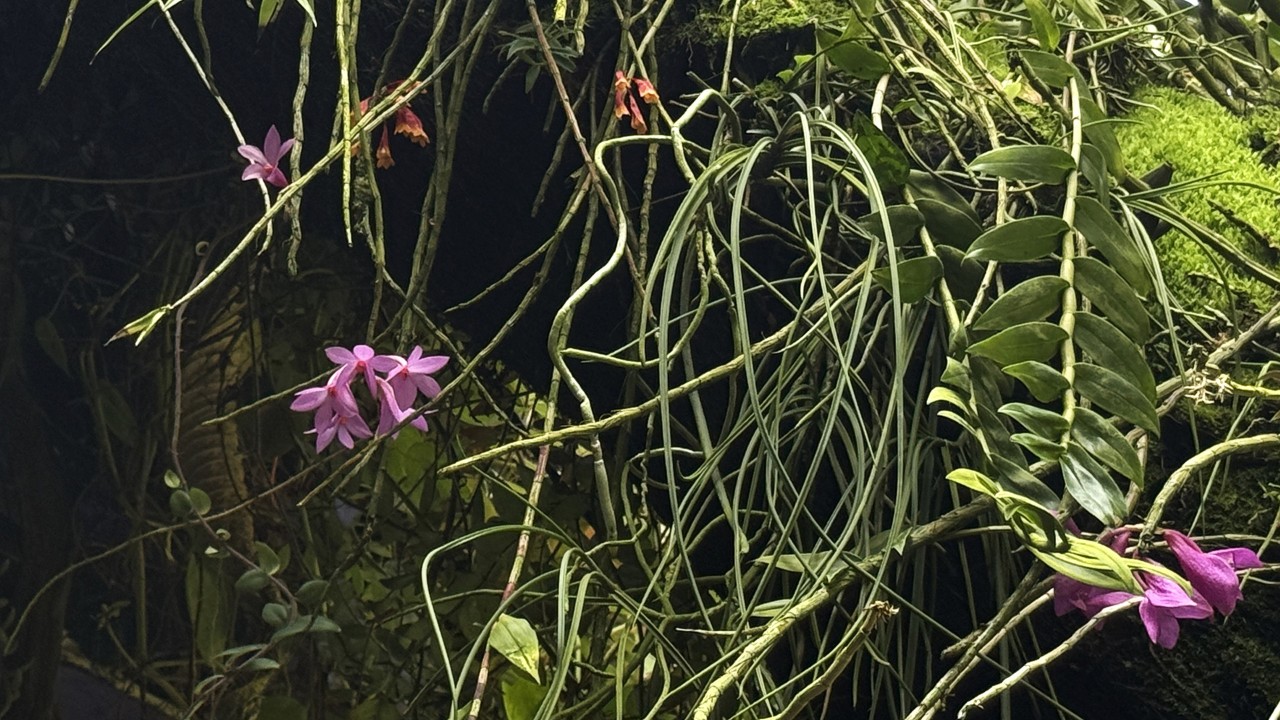 These bare canes of Dendrobium glomeratum are perfectly healthy. After shedding their leaves as part of the plant's natural cycle, they reward us with vibrant clusters of blooms. Sharing the same mount is another member of Dendrobium section Calyptrochilus, D. lawesii. Smaller in stature, it can be distinguished by its orange and yellow flowers, offering a delightful contrast to the larger, crystalline pinkish-purple blooms of D. glomeratum.