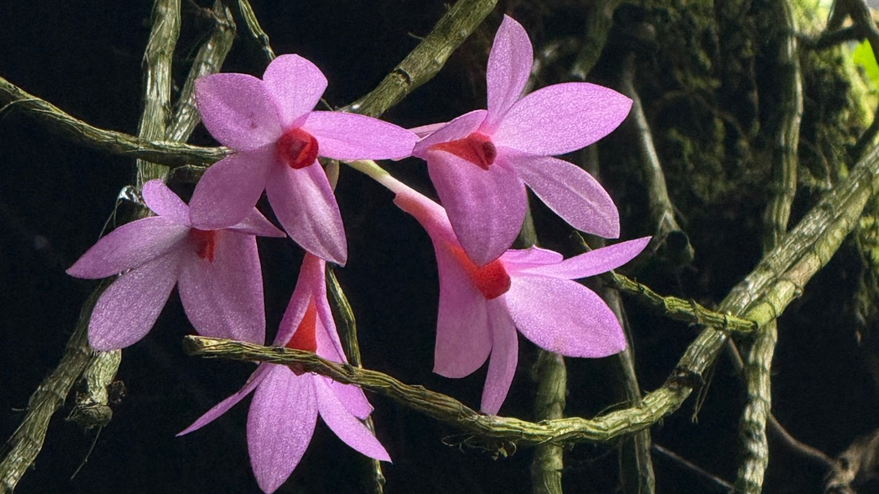 Close-up of the flowers of the ball dendrobium.