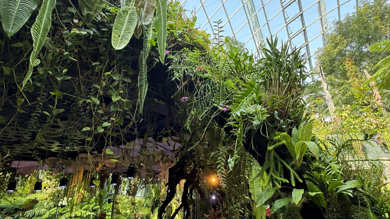 The Ball Dendrobium (Dendrobium glomeratum)
