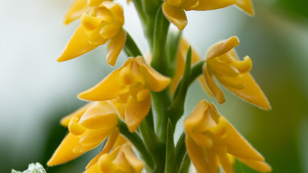 Close-up of Polystachya bella. Do you notice anything unusual about the flowers?